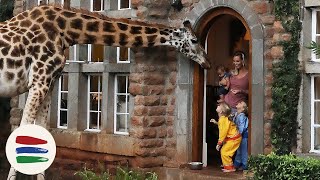 BREAKFAST at The GIRAFFE MANOR ELEPHANTS and MORE  WEEK 118  Kenya [upl. by Eirovi]