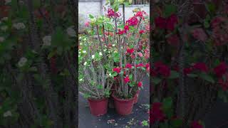 Euphorbia Milii Plant Arrangement  Care amp Tips [upl. by Gussman]