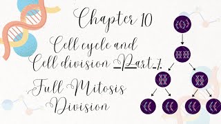 Chapter10 Cell Cycle and Cell Division Class 11 Part 7Full Mitosis Division pcbrealm [upl. by Astrix]