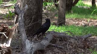 Torresian Crow giving a few variations of its call [upl. by Chader]