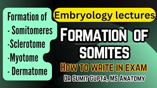 Somites and their derivatives  General Embryology [upl. by Drannek]