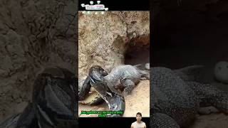 Trăn vào tận ổ kỳ đà để ăn trứng  Python hunting monitor lizard [upl. by Matuag]