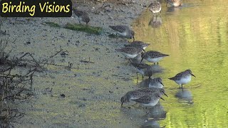 Least Sandpipers foraging along the shoreline in soft morning light [upl. by Ataynek]