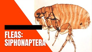 VET PARA 1  Fleas Order Siphonaptera  Chapter 6 Student Output [upl. by Avot]