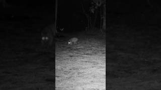 BOBCAT SCREAM STARTLES DEER WATCH AS THE BOBCAT REVEALS ITSELF wildlife nature shorts bobcats [upl. by Auhoj]