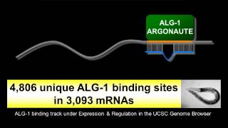 The Primary Target of let7 MicroRNA by Amy Pasquinelli [upl. by Becka]