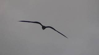 Hawaii Great Frigate Bird [upl. by Sahc]