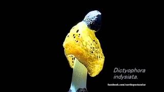 The Veiled Lady Mushroom Dictyophora indusiatamp4 [upl. by Nyledaj]