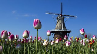 This Dutch windmill in Holland is a unique US landmark [upl. by Tica]