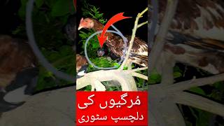 Aseel murgiyon ki emotional story  animals  11 pm ko snake cobra ped ke upar chadhne wala tha [upl. by Yzus]