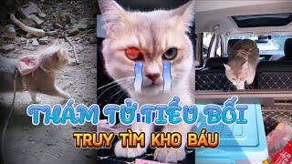 Tổng Hợp Thám Tử Tiểu Bối Truy Tìm Kho Báu Phần 1  Thông Minh Đáng Yêu  Tony Reviews [upl. by Hilleary92]