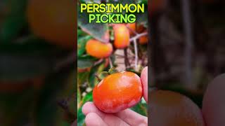 HOW to PICK PERSIMMON the RIGHT way [upl. by Hannahsohs607]