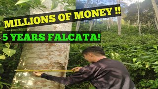 FALCATA FARMING FOR MONEY [upl. by Llyrad]