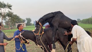 today My best video horse meeting breeding horse meeting breeding viralvideo [upl. by Anne]