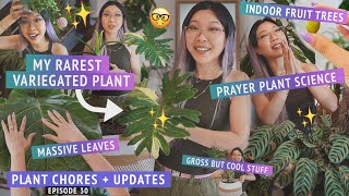 My rarest variegated plant finally grew 😫💜 Indoor fruit trees Prayer plant science Hoya flowers [upl. by Reivilo]