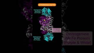 Nitrogenase complex nitrogen fixation  Nitrogenase structure  Mineral Nutrition class 11 biology [upl. by Robet991]