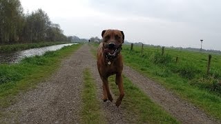 Rhodesian Ridgeback running through the countryside Part Two [upl. by Flan528]