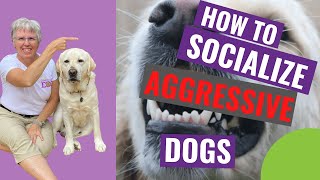 How to Socialize Aggressive Dogs [upl. by Akilegna]