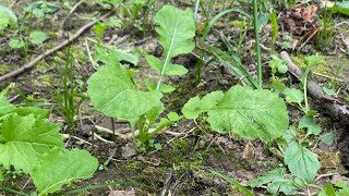 🥬How To Fix Your Brassica Plot 🥬 [upl. by Norman]