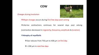 Involution of uterus by Dr Alok Kumar Dept of Vet Genecology amp Obstetrics BVC [upl. by Cruz]