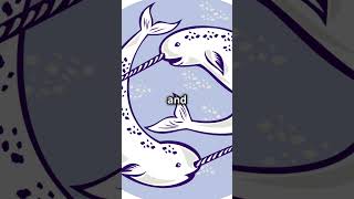 What is a Narwhal narwhal narwhaltusk tooth malenarwhal arcticocean unicornofthesea [upl. by Jenne]