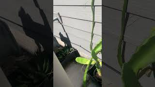 This is how my pitahaya plant is growing 🙂 [upl. by Nidorf]