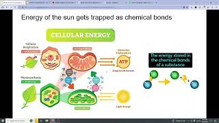 AP BIO 31 to 33 [upl. by Irrep]