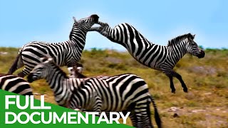 Punda the Zebra  The Tale of an Unusual Hero  Free Documentary Nature [upl. by Nitsud]