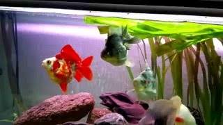 Ryukin Goldfish Tank with new Vallisneria gigantea [upl. by Ludie736]