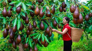 Harvesting avocado amp Goes To Market Sell  Gardening And Cooking  Lý Tiểu Vân [upl. by Ynohtnaleahcim]