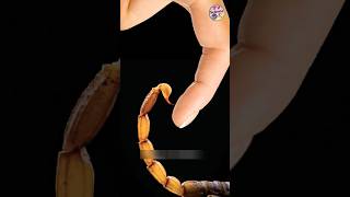 How dangerous is scorpion venom for humans 🦂🦞 sciencefacts science [upl. by Merrili176]