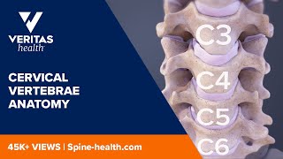 Cervical Vertebrae Anatomy [upl. by Atnovart]