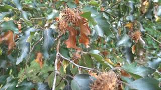 Fagus sylvatica var Interrupta Purpurea buk lesní [upl. by Eceinal]