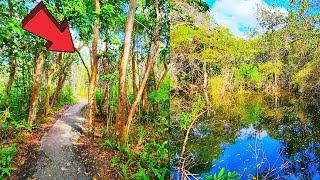 Gumbo Limbo Trail Everglades National Park Florida Walking Tour [upl. by Jamila]