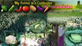 CouliflowerCabbagepotato farming at Homefresh2 noaonwDebi997 [upl. by Yramesor]