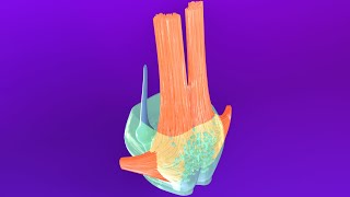 3D Pons Embryology Metencephalon  Rhombencephalon Embryology Part 3  Neuroembryology Part 6 [upl. by Chelton677]