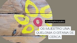 Cymbalophora pudica  Gitana o Quelonia [upl. by Enawd500]