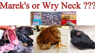 Wry Neck in Chickens or Mareks Disease   Poultry Health Care with Dr ARSHAD [upl. by Nuhsal]