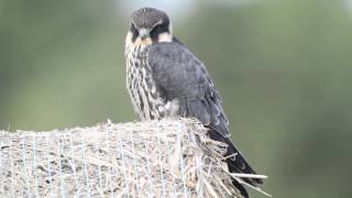 Eurasian Hobby Juvenile [upl. by Arekahs]