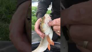 River Wharfe Barbel Fishing [upl. by Navac]