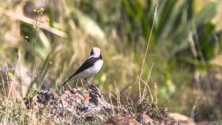 Finch´s wheatear  Felsensteinschmätzer  Oenanthe finschii [upl. by Jaqitsch55]