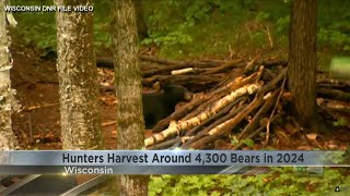 DNR Nearly 4300 bears harvested during 2024 season [upl. by Liagaba]