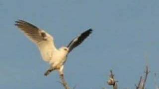 White tailed kite [upl. by Adnalue]