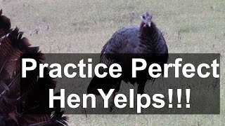 Wild Turkey Calling Perfect Natural Yelps [upl. by Oflodor965]