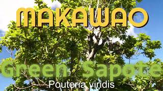 FRUIT  the quotMakawaoquot Green Sapote  Original Tree on Maui Hawaii  Pouteria viridis [upl. by Ajiam]