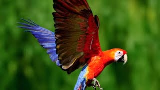 MACAWS Brilliance In The Wild [upl. by Colville]