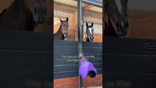 POV you’re a horse ready to race anytime 😎 via baymarefarm2021 [upl. by Adirem]