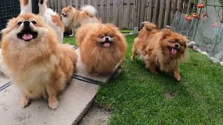 Pomeranian Zwergspitz Puppies from Swiss Breeding [upl. by Nyleuqcaj]