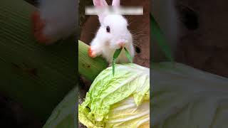 Rescued Bunny Finds a Loving Family 😍 [upl. by Iloj]