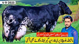 Girlando Cow For Sale In Pakistan  Baloch Dairy Farm  Cow Farm  Pk Janwar Mandi [upl. by Anuahsal]